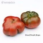 Tomatensorte Dwarf Purple Reign