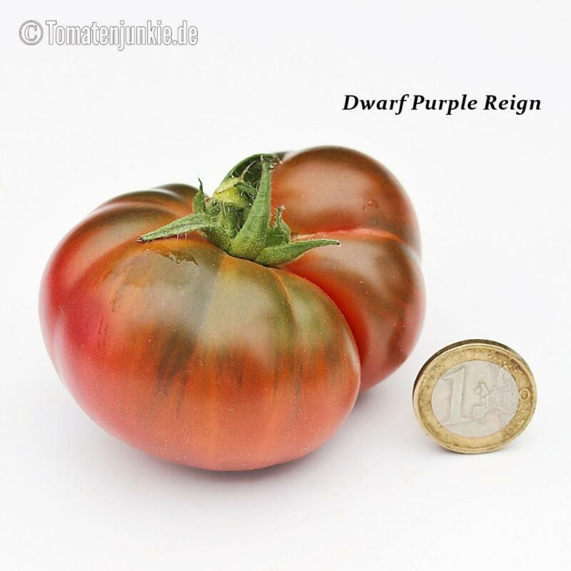 Tomatensorte Dwarf Purple Reign