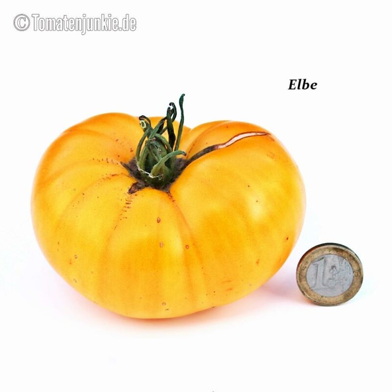 Tomatensorte Elbe