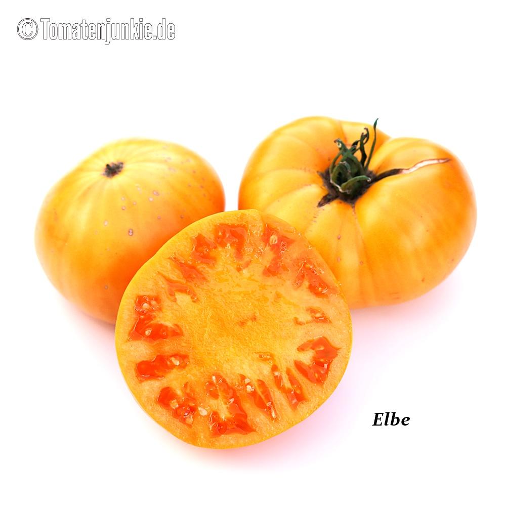 Tomatensorte Elbe