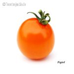 Tomatensorte Figiel