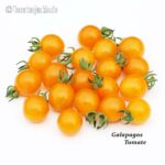 Tomatensorte Galapagos Tomate