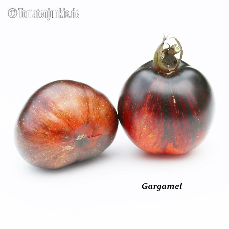 Tomatensorte Gargamel