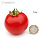 Tomatensorte Jutta