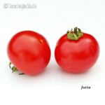 Tomatensorte Jutta