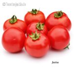 Tomatensorte Jutta