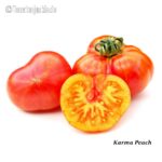 Tomatensorte Karma Peach