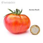 Tomatensorte Karma Peach