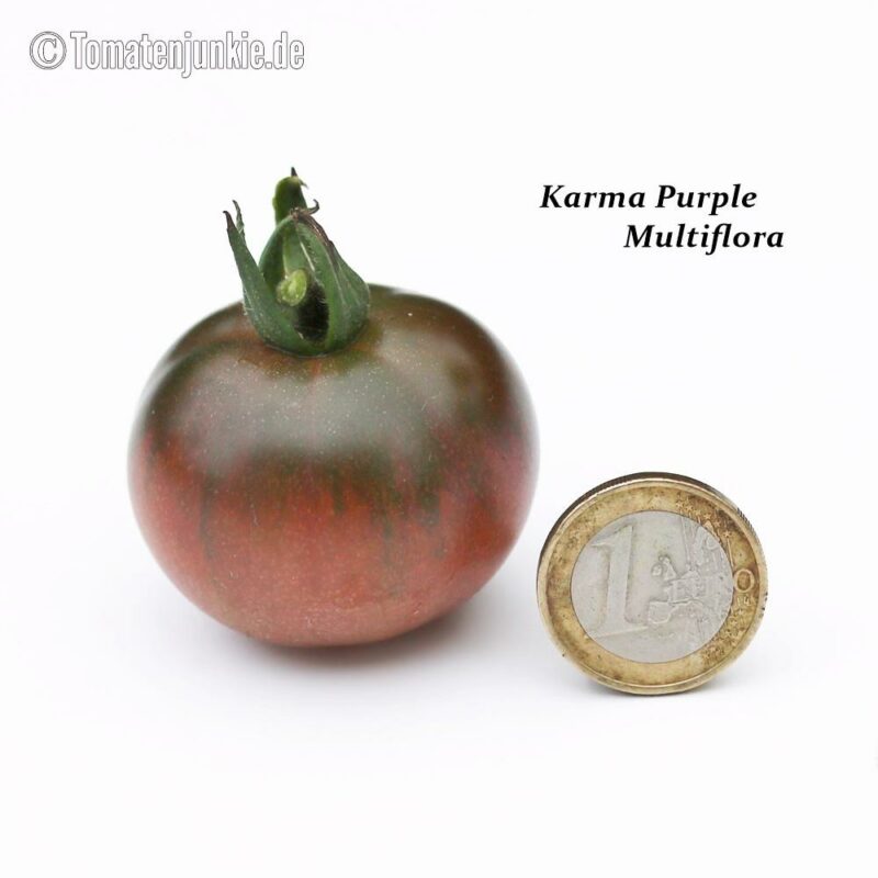 Tomatensorte Karma Purple Multiflora