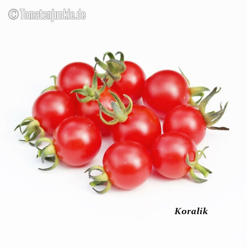 Tomatensorte Koralik