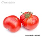 Tomatensorte Marmande Garnier