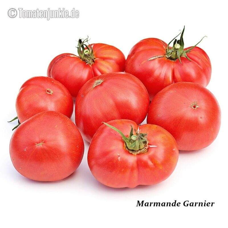 Tomatensorte Marmande Garnier