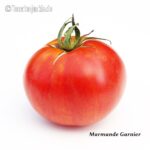 Tomatensorte Marmande Garnier