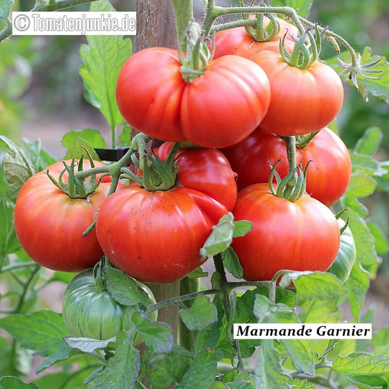 Tomatensorte Marmande Garnier