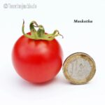 Tomatensorte Maskotka