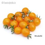 Tomatensorte Mirabelle