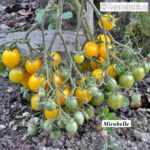 Tomatensorte Mirabelle