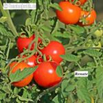 Tomatensorte Renate