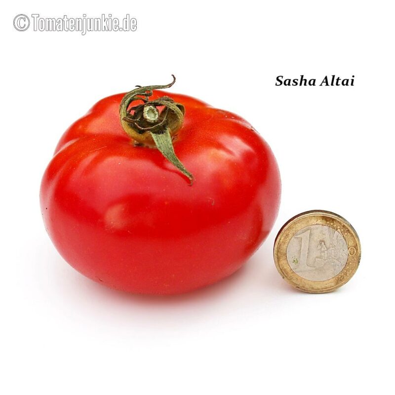 Tomatensorte Sasha Altai