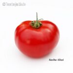 Tomatensorte Sashas Altai