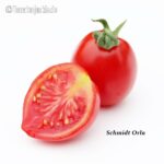 Tomatensorte Schmidt Orla