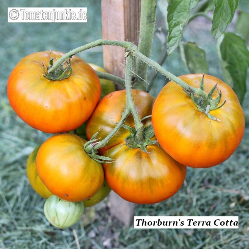 Tomatensorte Thorburn's Terra Cotta
