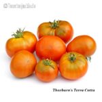 Tomatensorte Thorburn's Terra Cotta