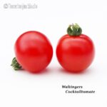 Tomatensorte Waltingers Cocktailtomate