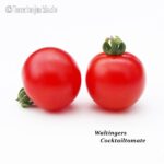 Tomatensorte Waltingers Cocktailtomate