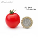 Tomatensorte Waltingers Cocktailtomate