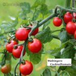 Tomatensorte Waltingers Cocktailtomate