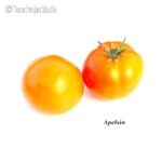 Tomatensorte Apelsin