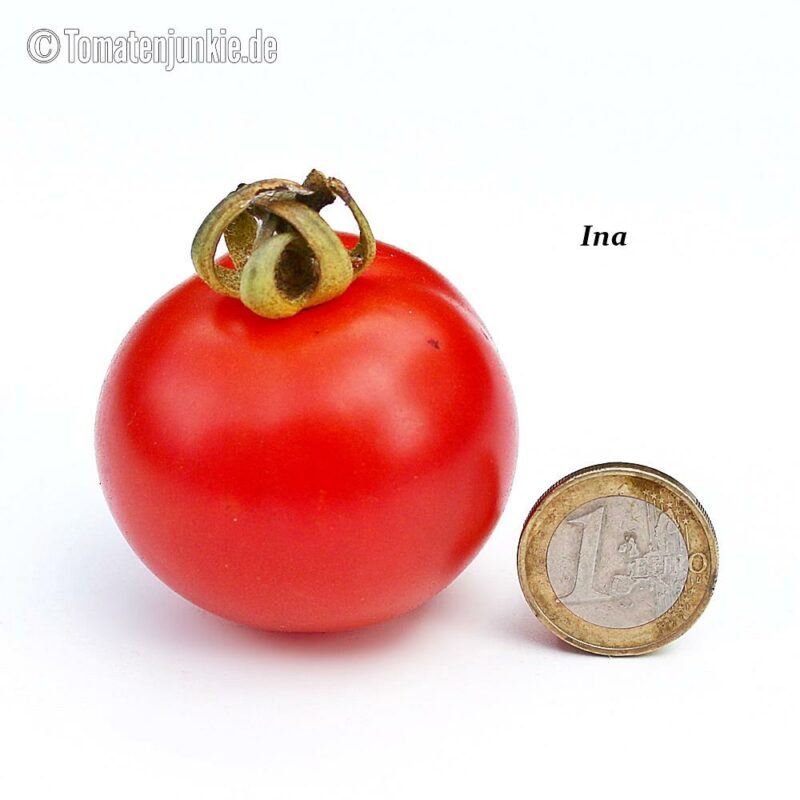 Tomatensorte Ina
