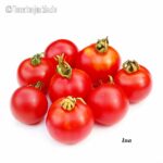 Tomatensorte Ina