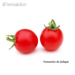 Tomatensorte Tomatito de Jalapa
