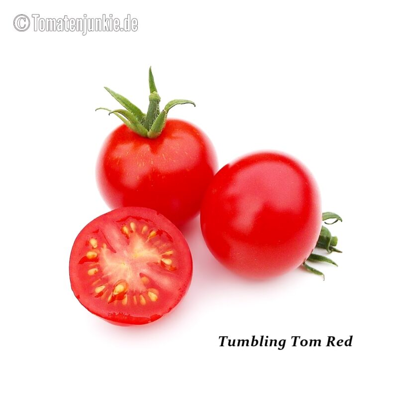 Tomatensorte Tumbling Tom Red