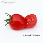 Tomatensorte A Grappoli Corbarino
