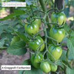 Tomatensorte A Grappoli Corbarino