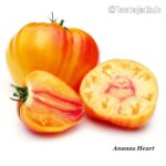 Tomatensorte Ananas Heart
