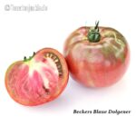 Tomatensorte Beckers Blaue Dolgener