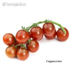 Tomatensorte Cappuccino