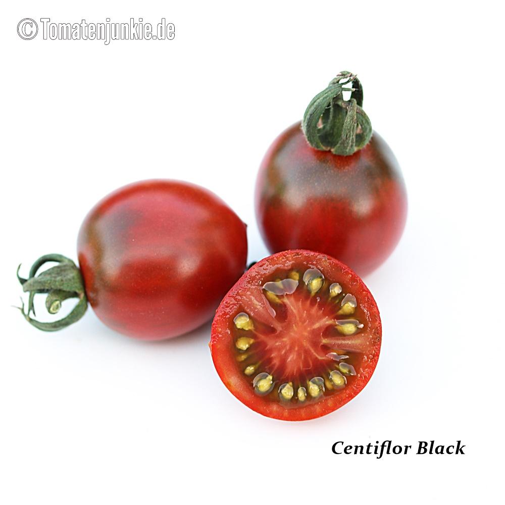 Tomatensorte Centiflor Black