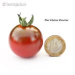 Tomatensorte Der kleine Doctor