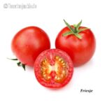 Tomatensorte Friesje