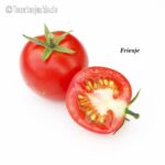 Tomatensorte Friesje