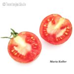 Tomatensorte Maria Koller