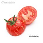Tomatensorte Maria Koller