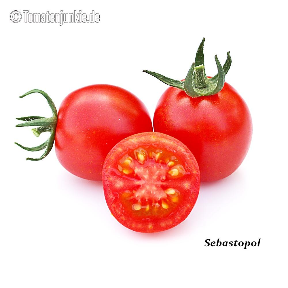 Tomatensorte Sebastopol