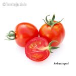 Tomatensorte Sebastopol