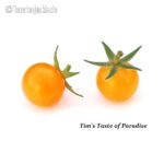 Tomatensorte Tim's Taste of Paradise